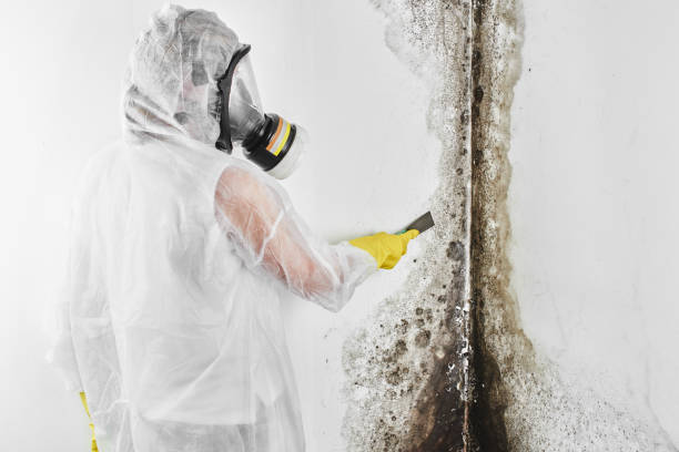 Best Certified Mold Removal  in Long Neck, DE