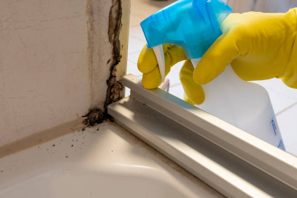 Mold Removal and Inspection in Long Neck, DE