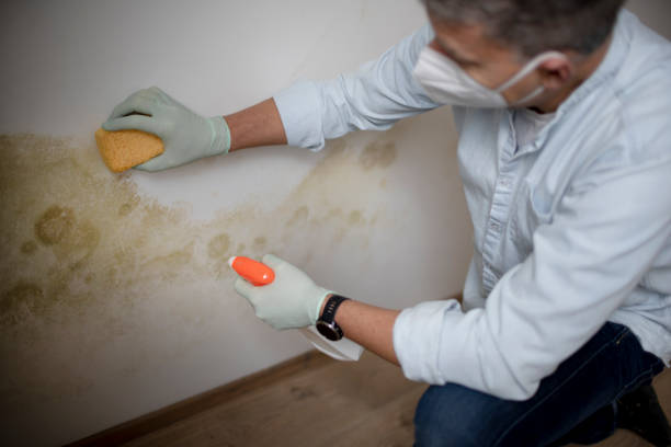 Best Toxic Mold Removal  in Long Neck, DE