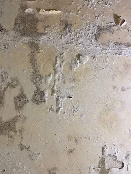 Best Emergency Mold Removal  in Long Neck, DE