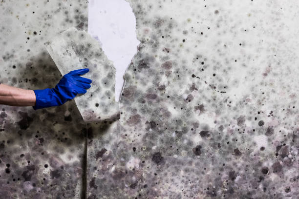 Best Mold Removal and Inspection  in Long Neck, DE