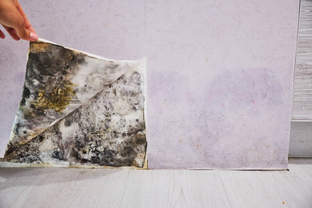 Best Professional Mold Removal  in Long Neck, DE